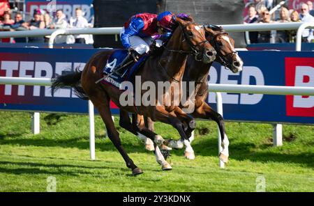 Doncaster Racecourse, sabato 14 settembre 2024. Jan Brueghel e il fantino Sean Levey vincono la 248a corsa del St Leger per l'allenatore Aidan o'Brien e i proprietari Westerberg, Mrs J Magnier, Michael Tabor e Derrick Smith. Crediti JTW equine Images / Alamy Live News. Foto Stock