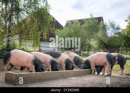 Scena di campagna con maiali di razza tedesca, il maiale della sala Sveva, mangiare insieme, all'aperto, nel cortile, a Schwabisch Hall, Germania, Europa Foto Stock