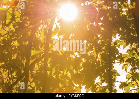 Un grande e luminoso sole splende attraverso le foglie, con i suoi raggi che travolgono la vegetazione che le circonda. Splendido sfondo autunnale Foto Stock