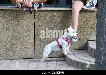 un uomo cammina con un piccolo cane bianco al guinzaglio Foto Stock