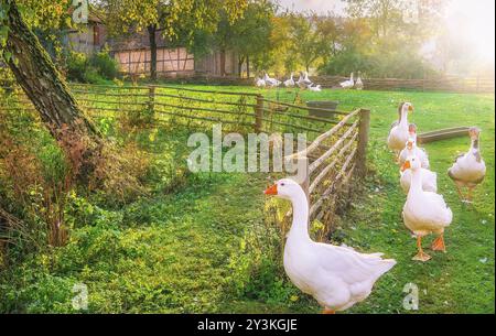 Paesaggio rustico che illustra il fascino della vita di campagna, con un gregge di oche bianche che esce dal cortile, in un'unica fila Foto Stock