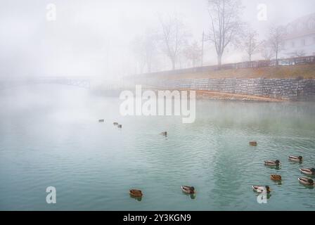 Paesaggio con il fiume colorato che attraversa la capitale della Slovenia, Lubiana, avvolta da una nebbia fredda, mentre un gruppo di anatre selvatiche galleggia su di esso Foto Stock