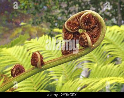 Una foglia di felce in primo piano con un complesso motivo a spirale con sfondo verde brillante Foto Stock