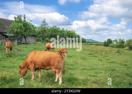 Paesaggio di campagna con una mandria di mucche di Limpurger che pascolano su un prato verde, vicino alla loro stalla e a un frutteto, a Schwabisch Hall, Germania, EUR Foto Stock