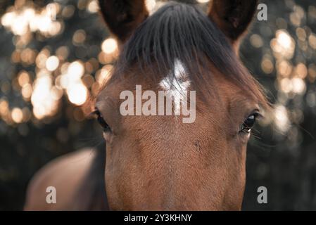 Primo piano con la faccia di un cavallo marrone con i capelli neri e una macchia bianca sulla fronte, guardando direttamente la fotocamera, un'immagine a fuoco selettiva Foto Stock