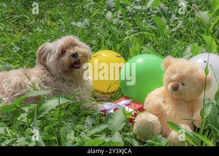 Idea di un biglietto di compleanno con un simpatico cane Bichon Havanese steso sull'erba tra palloncini colorati, un regalo rosso e un orsacchiotto, in una giornata di sole d'estate Foto Stock
