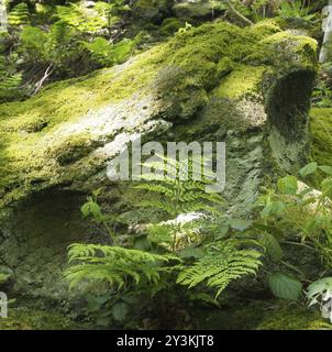 Un primo piano di un muschio verde e di una roccia coperta di licheni circondata da felci e piante alla luce solare primaverile luminosa su un terreno boschivo Foto Stock