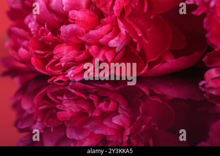 Аbstract sfondo romantico con delicati fiori di peonie rosse, primo piano con spazio di copia gratuito per il testo Foto Stock