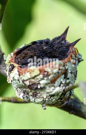 Nido con piccoli colibrì nella giungla peruviana Foto Stock