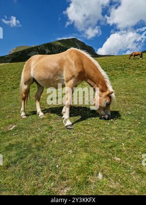 Avelignese Haflinger Cavallo pascolato su un prato di alta montagna Foto Stock