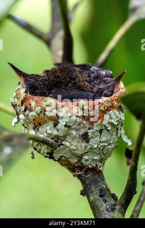 Nido con piccoli colibrì nella giungla peruviana Foto Stock