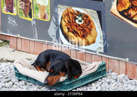 cane che dorme per strada con sfondo per manifesti alimentari Foto Stock