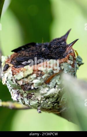 Nido con piccoli colibrì nella giungla peruviana Foto Stock