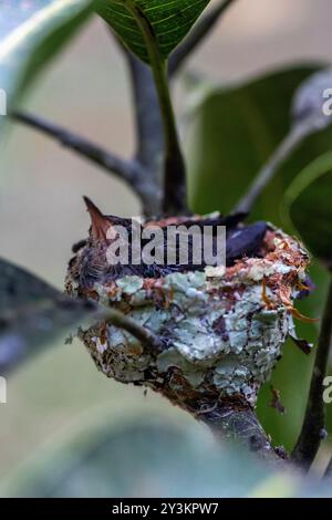 Nido con piccoli colibrì nella giungla peruviana Foto Stock