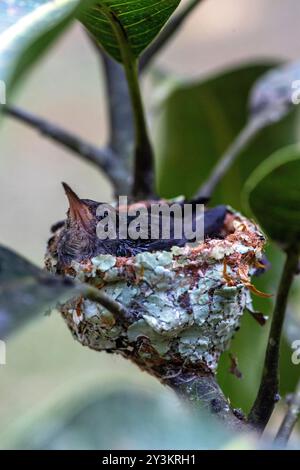 Nido con piccoli colibrì nella giungla peruviana Foto Stock