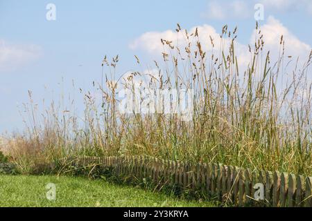 Vista sulla natura con erba che soffia nel vento lungo il bordo di una piccola recinzione di legno su uno sfondo azzurro del cielo Foto Stock