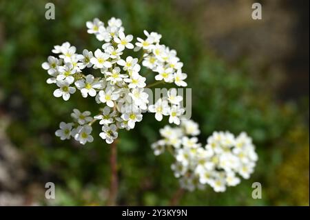Delicati fiori bianchi di inizio estate di sassifrage di piante alpine Saxifraga paniculata nel Regno Unito maggio Foto Stock