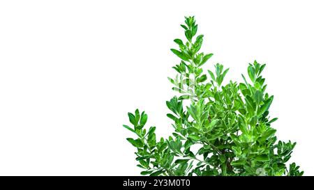 Tagliato fuori da Leucophyllum frutescens (stabilimento Texas Ranger) con sentieri di ritaglio, su sfondo bianco, evidenziando il grigio argento della pianta folia Foto Stock