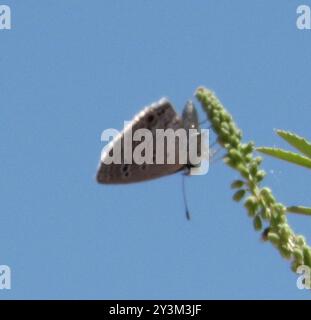 Reakirt's Blue (Echinargus isola) Insecta Foto Stock