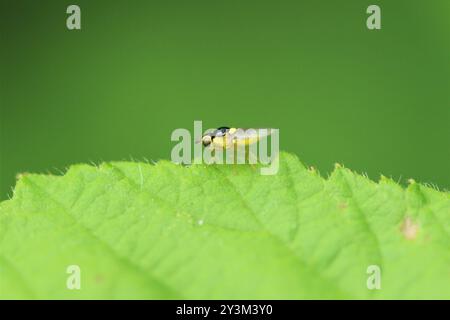 Mosche fritte (Chloropidae) Insecta Foto Stock