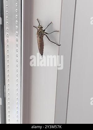 (Eutolmus rufibarbis) Insecta Foto Stock