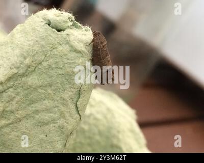 Codling Moth (Cydia pomonella) Insecta Foto Stock