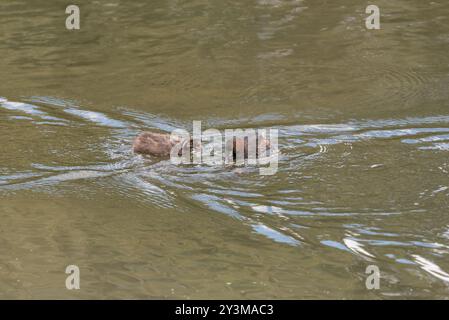 Piccola Grebe adulta (Tachybatus ruficollis) che cerca di dare da mangiare al suo pulcino con un pesce al Rye Meads, Herts Foto Stock