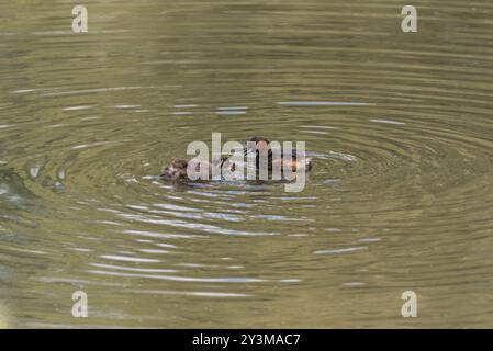 Piccola Grebe adulta (Tachybatus ruficollis) che cerca di dare da mangiare al suo pulcino con un pesce al Rye Meads, Herts Foto Stock