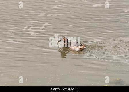 La piccola Grebe adulta (Tachybatus ruficollis) con un pesce che stava portando a una ragazza al Rye Meads, Herts Foto Stock