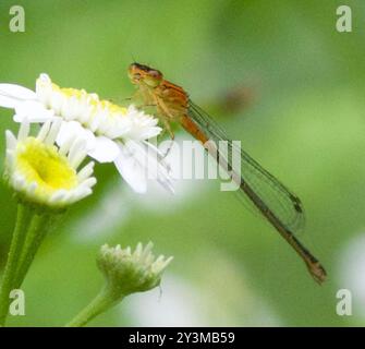 Coda orientale (Ischnura verticalis) Insecta Foto Stock