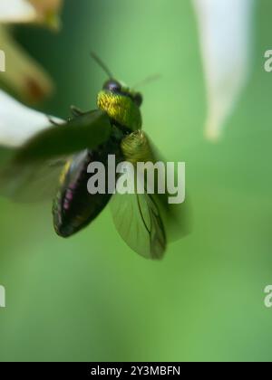 (Anthaxia nitidula) Insecta Foto Stock