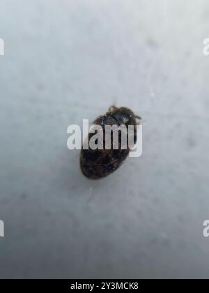 Australian Carpet Beetle (Anthrenocerus australis) Insecta Foto Stock