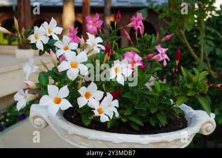 Primo piano di una pianta tropicale decorativa di mandevilla con fiori bianchi e rosa in un vaso all'aperto nel giardino Foto Stock