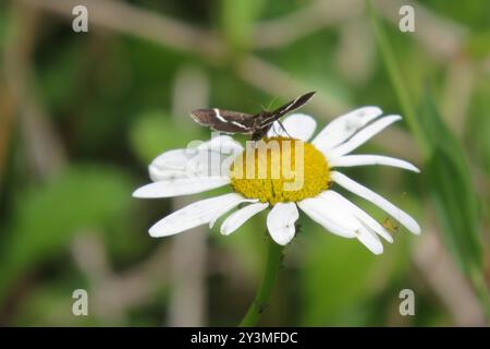 Sable (Pyrausta cingulata) Insecta barbarrata d'argento Foto Stock