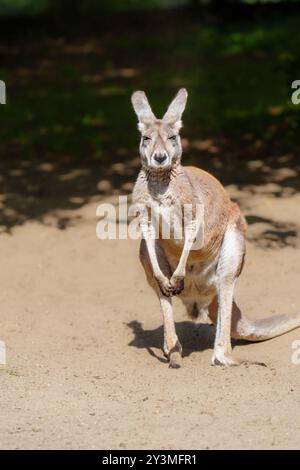 Grande canguro rosso in piedi con orgoglio su sfondo sabbioso con curiosità ed eleganza nella vista Foto Stock