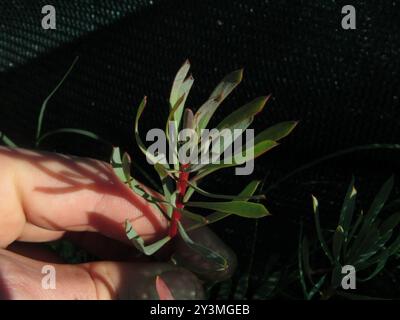 Thistle Sugarbush (Protea scolymocephala) Plantae Foto Stock