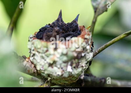 Nido con piccoli colibrì nella giungla peruviana Foto Stock