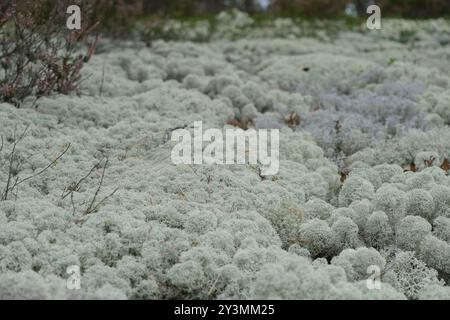 Muschio di renna / licheni che crescono accanto a un sentiero forestale nell'Estonia baltica in una giornata coperta. Foto Stock