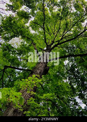 Un vivace castagno (Aesculus hippocastanum) da una prospettiva a basso angolo. Le foglie verdi brillanti formano una copertura densa. Foto Stock