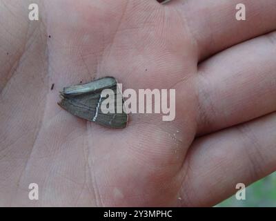 White M Hairstreak (Parrhasius m-album) Insecta Foto Stock