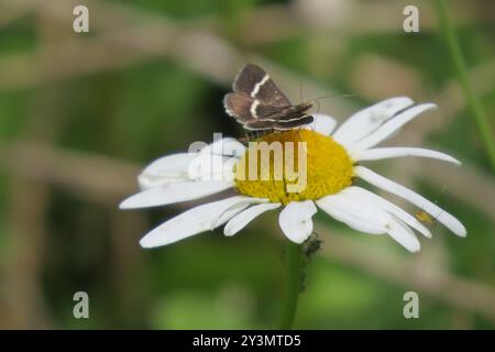 Sable (Pyrausta cingulata) Insecta barbarrata d'argento Foto Stock