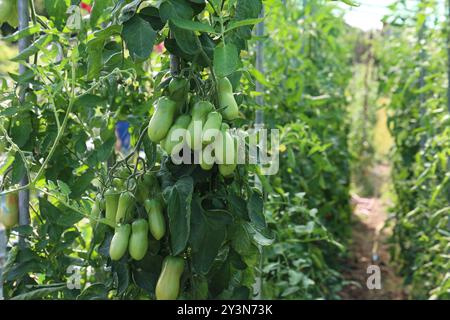 Pomodori verdi maturano su boccole Foto Stock