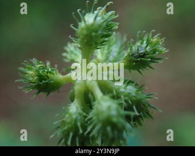 Pacific Sanicle (Sanicula crassicaulis) Plantae Foto Stock
