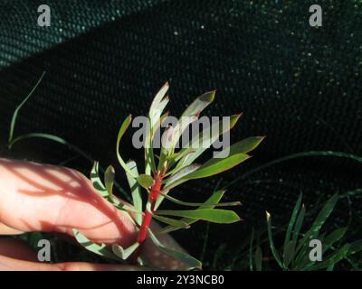 Thistle Sugarbush (Protea scolymocephala) Plantae Foto Stock