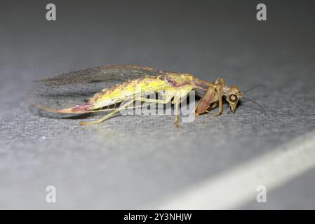 Mantis Lacewing (Ditaxis biseriata) Insecta Foto Stock