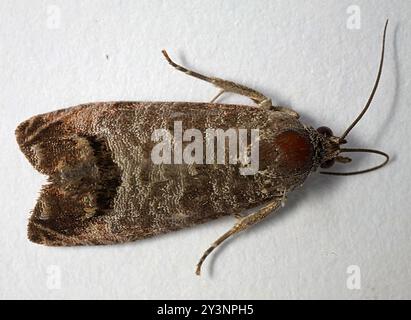 Codling Moth (Cydia pomonella) Insecta Foto Stock