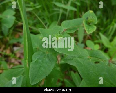 Sweet Spurge (Euphorbia dulcis) Plantae Foto Stock