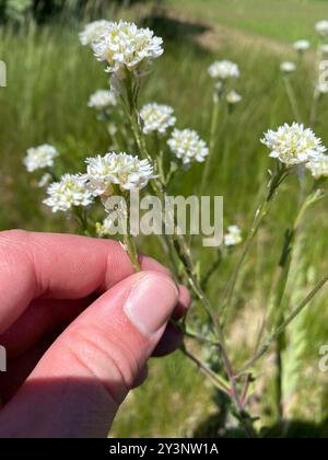 Hoary alyssum (Berteroa incana) Plantae Foto Stock