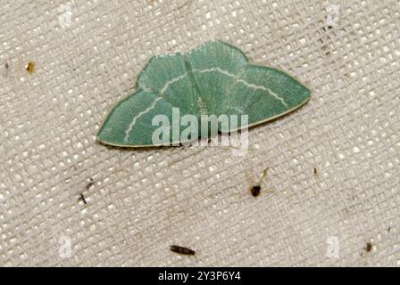 Piccolo smeraldo (Chlorissa viridata) Insecta Foto Stock