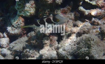 Blacksaddle Toby (Canthigaster valentini) Actinopterygii Foto Stock